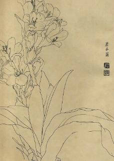 百花图谱17君子兰图片