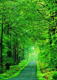 自然风景树林小路图片