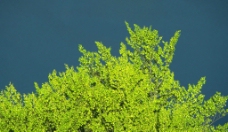 绿树蓝天自然写真森林树木图片