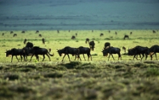 非洲野生动物羊群图片
