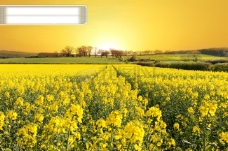 创意风景黄昏下的油菜花田图片素材300dpi郊外风光风景油菜花花朵花卉高清图片创意图片