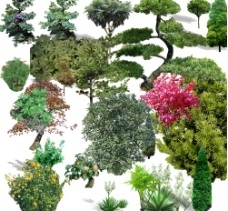 树木常用灌木树种园林素材图片