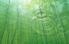 树林 水 水纹图片