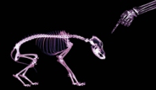 骨骼动物X光透视图片