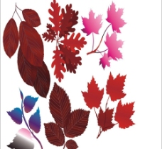 秋天的树叶矢量素材图片