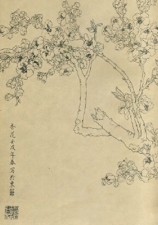 百花图谱09杏花图片