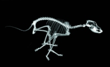 骨骼 透视 X光 抽象 科技图片