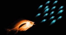 骨骼 鱼 透视 X光 科技 鱼群图片