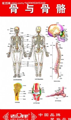 骨与骨骼